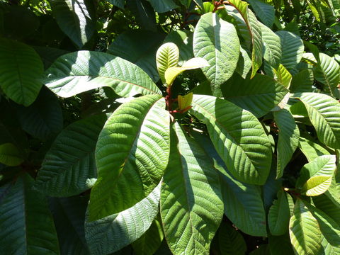 Image of Saurauia madrensis B. T. Keller & D. E. Breedlove