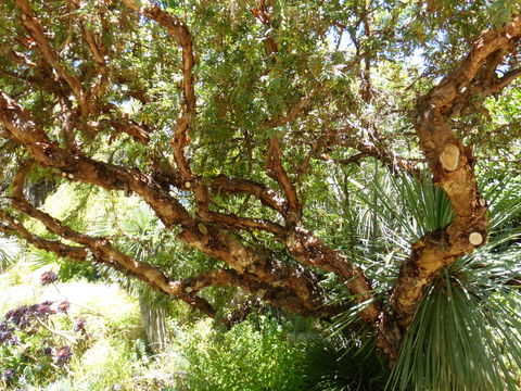 Plancia ëd Polylepis australis Bitter