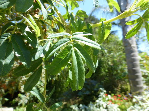 Image de Polylepis australis Bitter