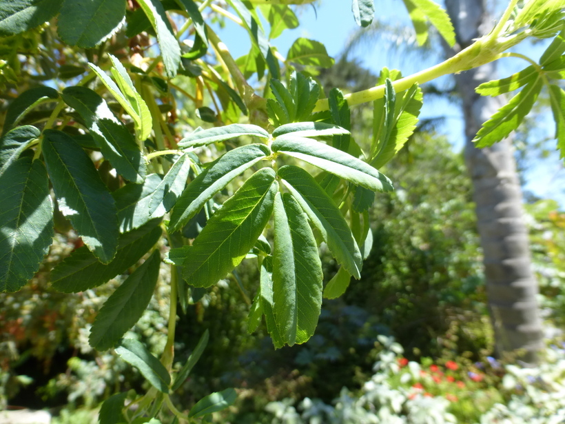 Image of Polylepis australis Bitter