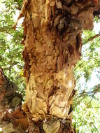 Image of Polylepis australis Bitter