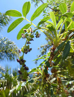 Image of Polylepis australis Bitter