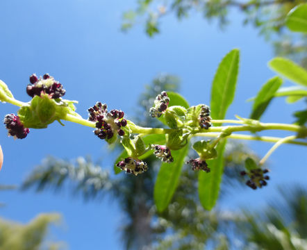 Image de Polylepis australis Bitter