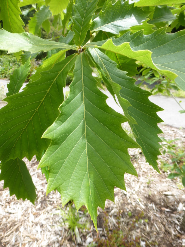 Quercus griffithii Hook. fil. & Thomson ex Miq. resmi