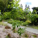 Image of Quercus griffithii Hook. fil. & Thomson ex Miq.