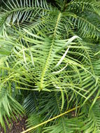 Image of Wollemi Pine