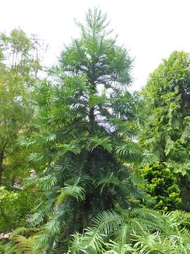 Image of Wollemi Pine