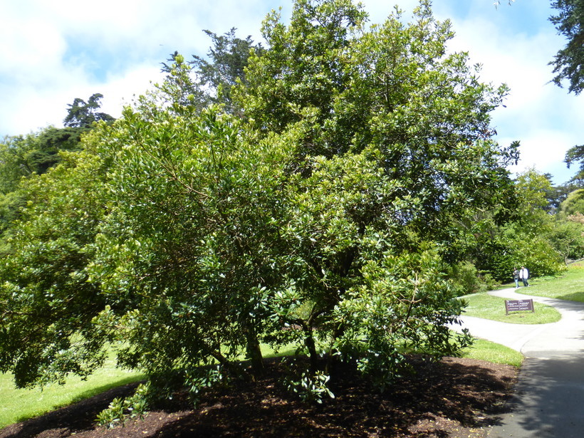 Image of <i>Myrica faya</i>