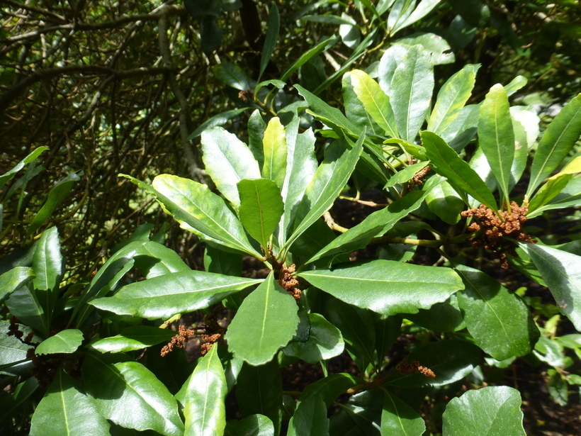 Image of <i>Myrica faya</i>