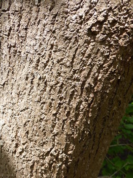 Image of Paulownia fargesii Franch.