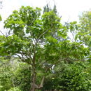 Image of Paulownia fargesii Franch.