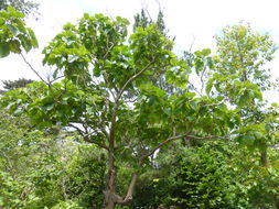 Image of Paulownia fargesii Franch.