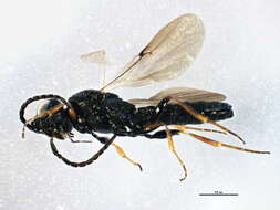 Image of Sparasionidae