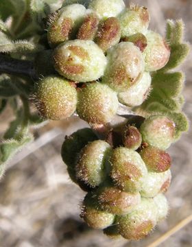 Rhus trilobata var. pilosissima Engl. resmi