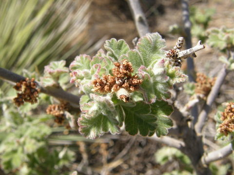 Rhus trilobata var. pilosissima Engl.的图像