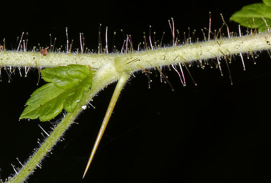 Image of canyon gooseberry