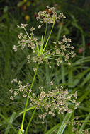 Image of panicled bulrush