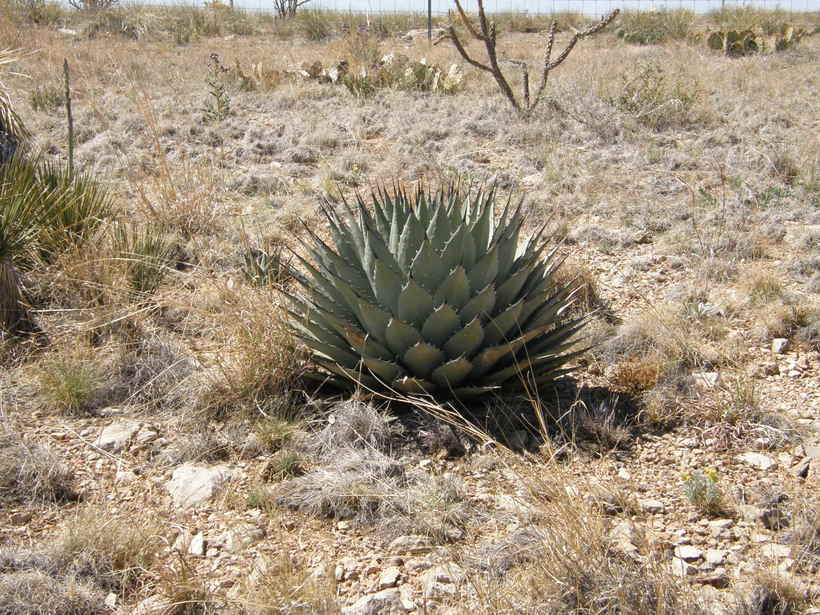 Image de Agave parryi subsp. neomexicana (Wooton & Standl.) B. Ullrich