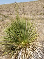 Image of green sotol