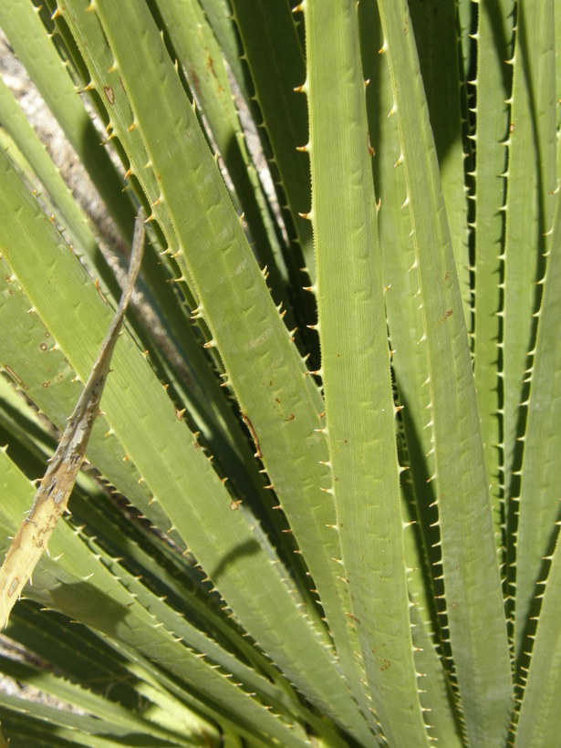 Image of green sotol