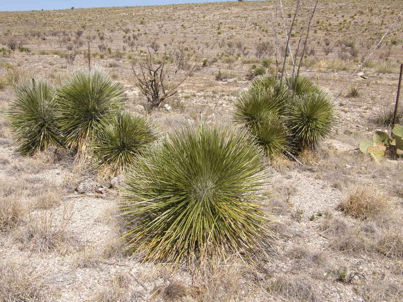 Imagem de Yucca elata (Engelm.) Engelm.