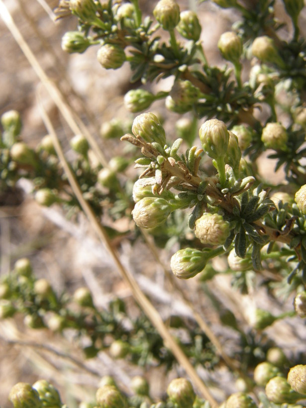 Image of yerba de pasmo