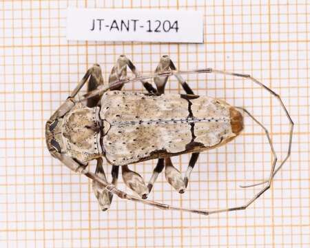 Oreodera glauca (Linné 1758)的圖片