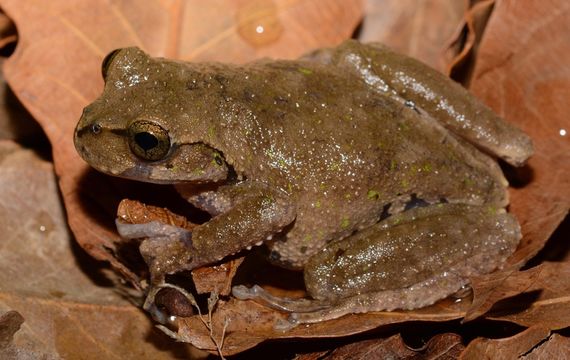 Image of Matuda’s Spikethumb Frog