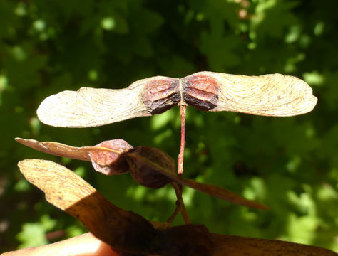 Слика од Acer circinatum Pursh