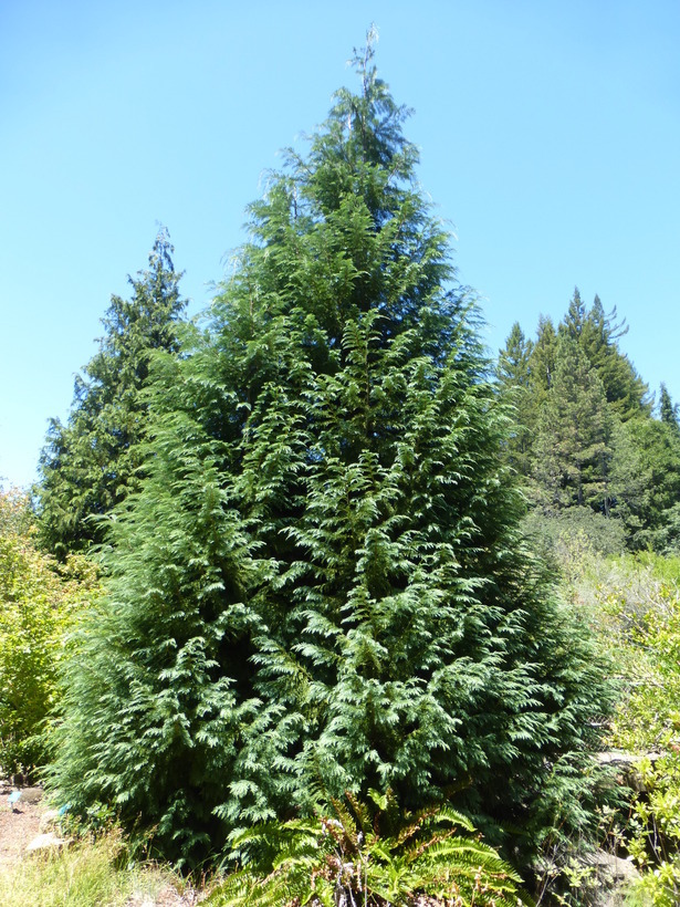 Image of Lawson's Cypress
