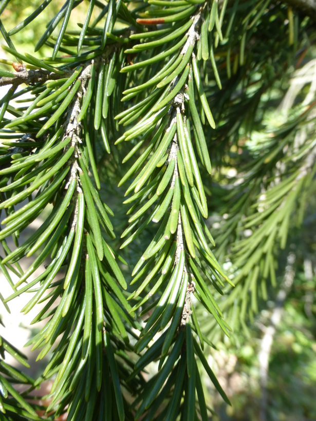 Image of Brewer spruce