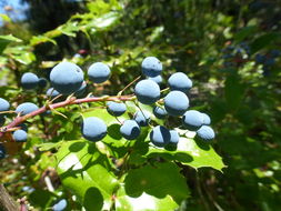 Plancia ëd Berberis aquifolium Pursh