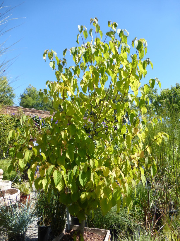 Image of Dove Tree