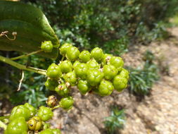 Ceanothus velutinus Dougl. resmi