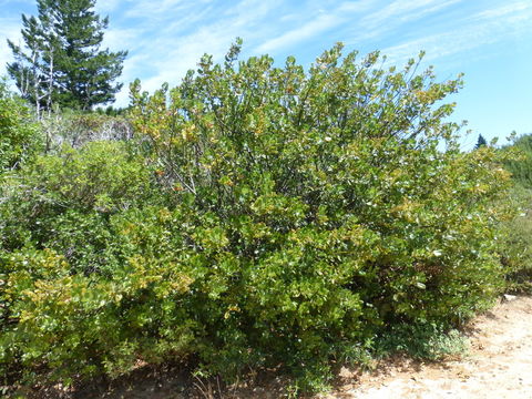 Ceanothus velutinus Dougl. resmi