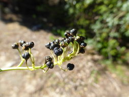 Image of <i>Ceanothus <i>thyrsiflorus</i></i> var. thyrsiflorus
