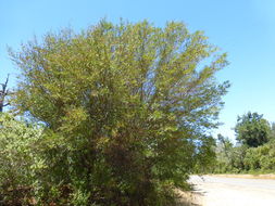 Image of <i>Ceanothus <i>thyrsiflorus</i></i> var. thyrsiflorus