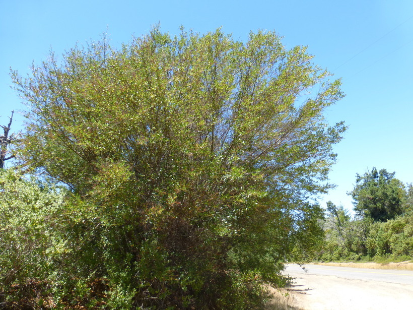 Image of <i>Ceanothus <i>thyrsiflorus</i></i> var. thyrsiflorus