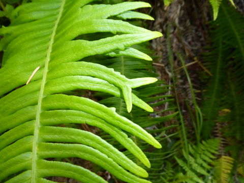 Image of deer fern