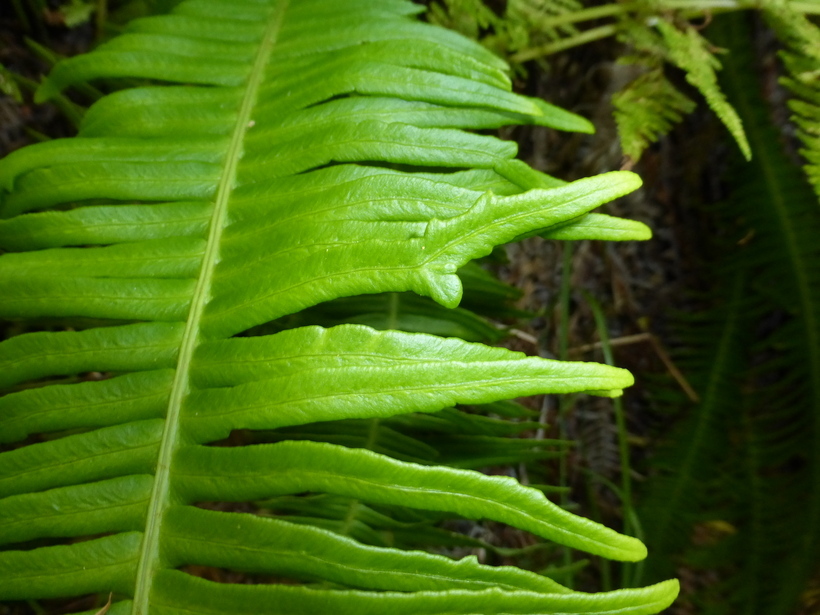 Image of deer fern