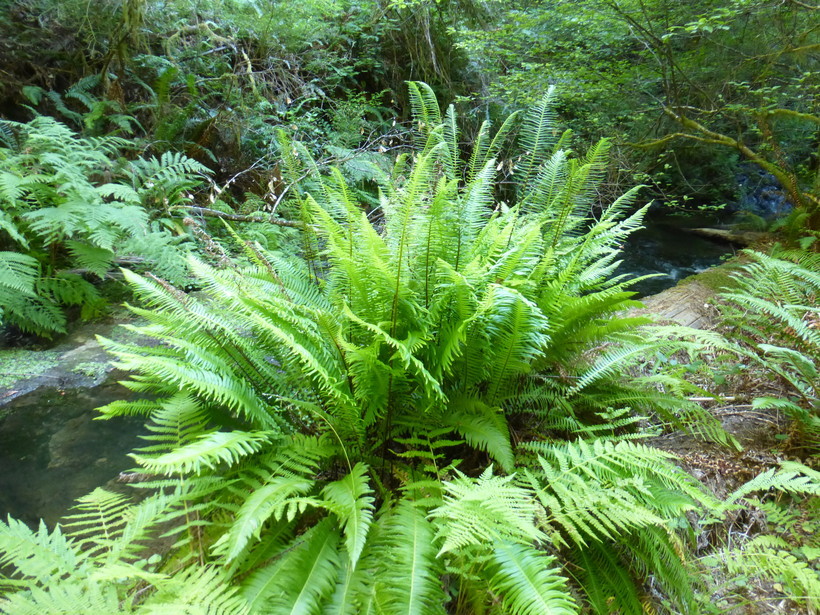 Image of deer fern