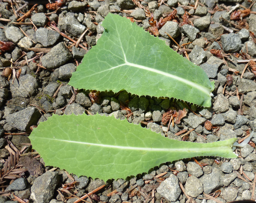 Image of bitter lettuce