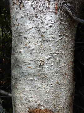 Imagem de Pinus attenuata Lemmon