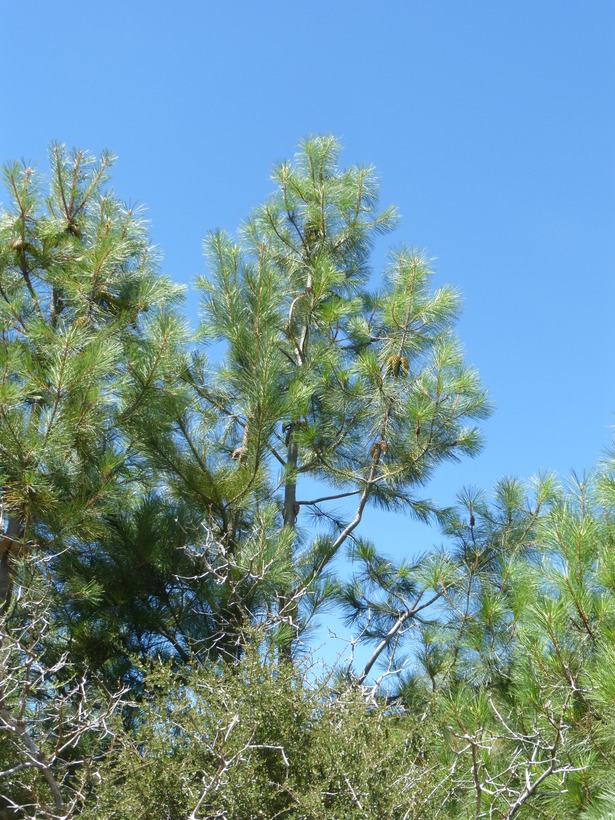 Pinus attenuata Lemmon的圖片