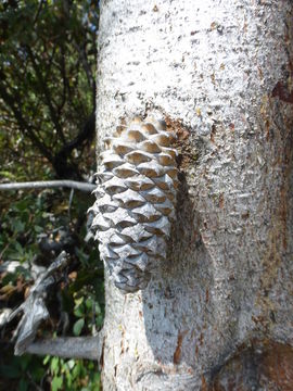 Imagem de Pinus attenuata Lemmon