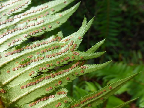 Image of western swordfern