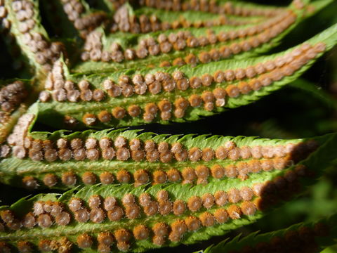 Image of western swordfern