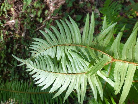 Image of western swordfern