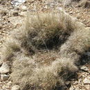 صورة Muhlenbergia torreyi (Kunth) Hitchc. ex Bush