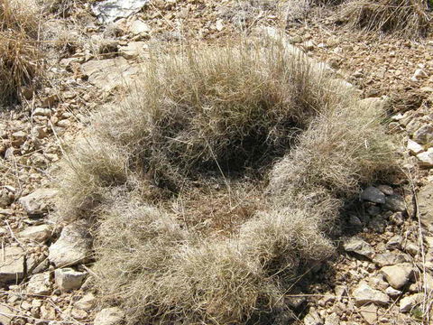 صورة Muhlenbergia torreyi (Kunth) Hitchc. ex Bush